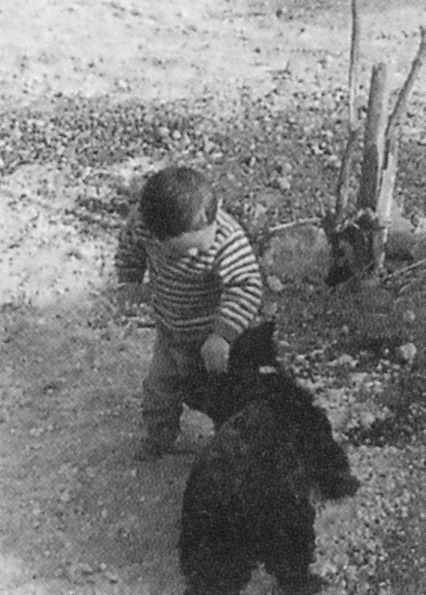 犬と戯れる