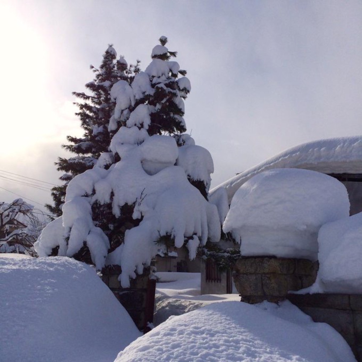 実家のある青森県弘前市の雪景色