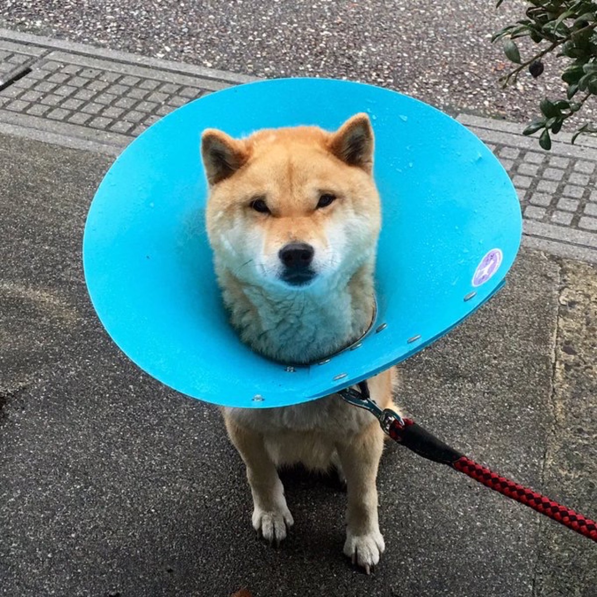 信楽で見かけたエリザベスカラーを付けた犬