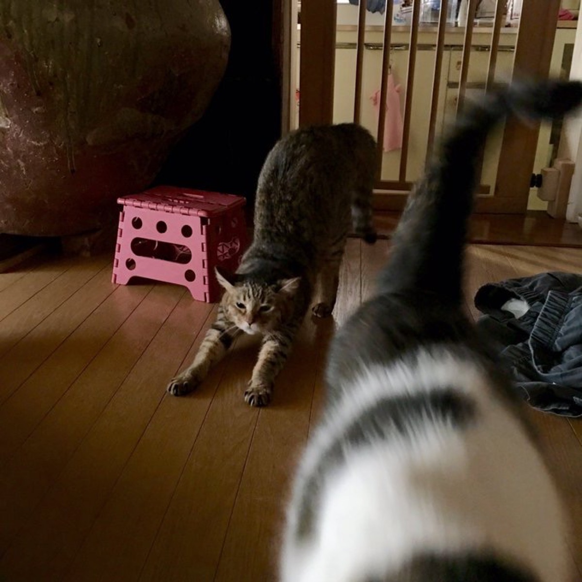 石山哲也の家の猫