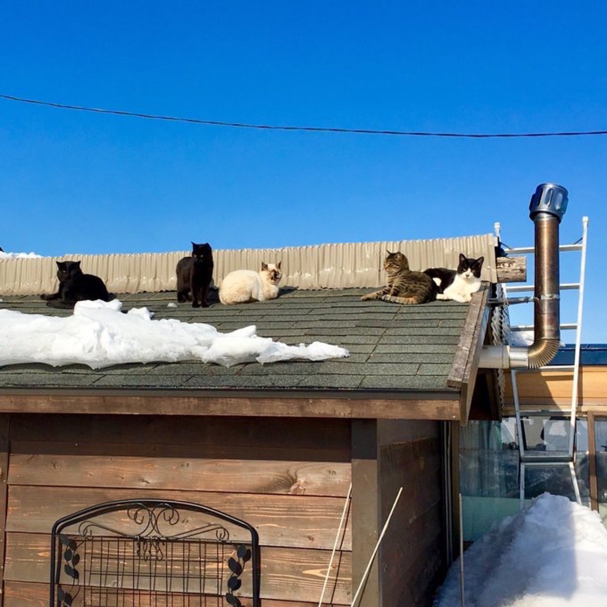 北海道の猫たち