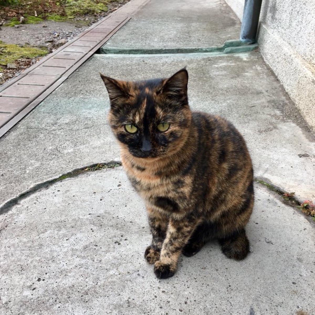 大分県別府の野良猫
