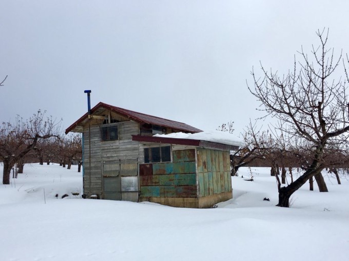 リンゴ畑の中の小屋