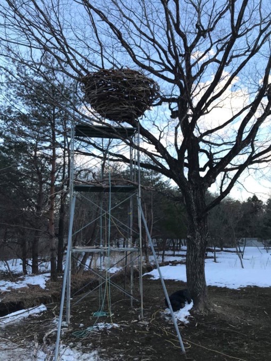 N's Yardに設置された国松希根太と小助川裕康が作った鳥の巣《N's NEST》