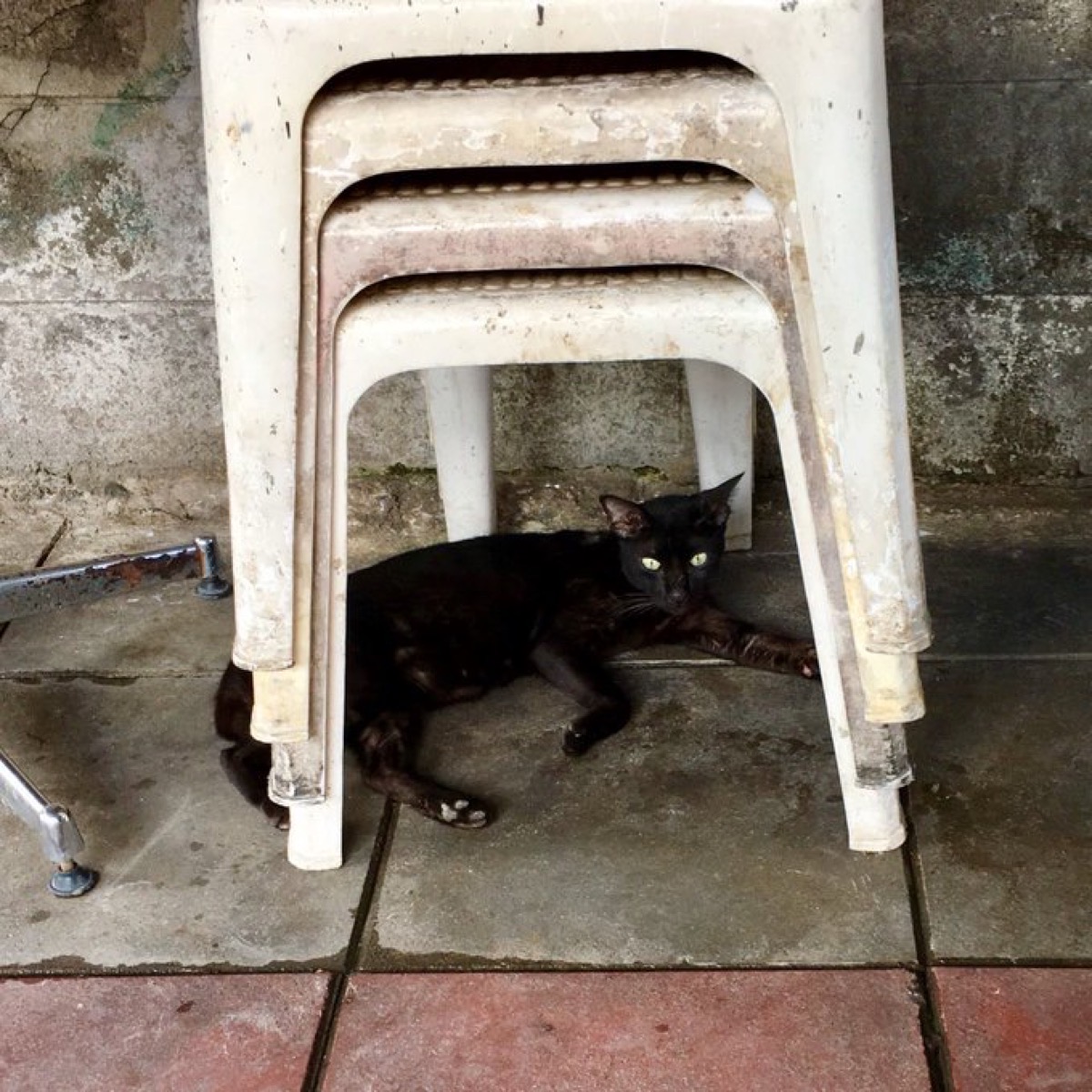 タイの野良猫