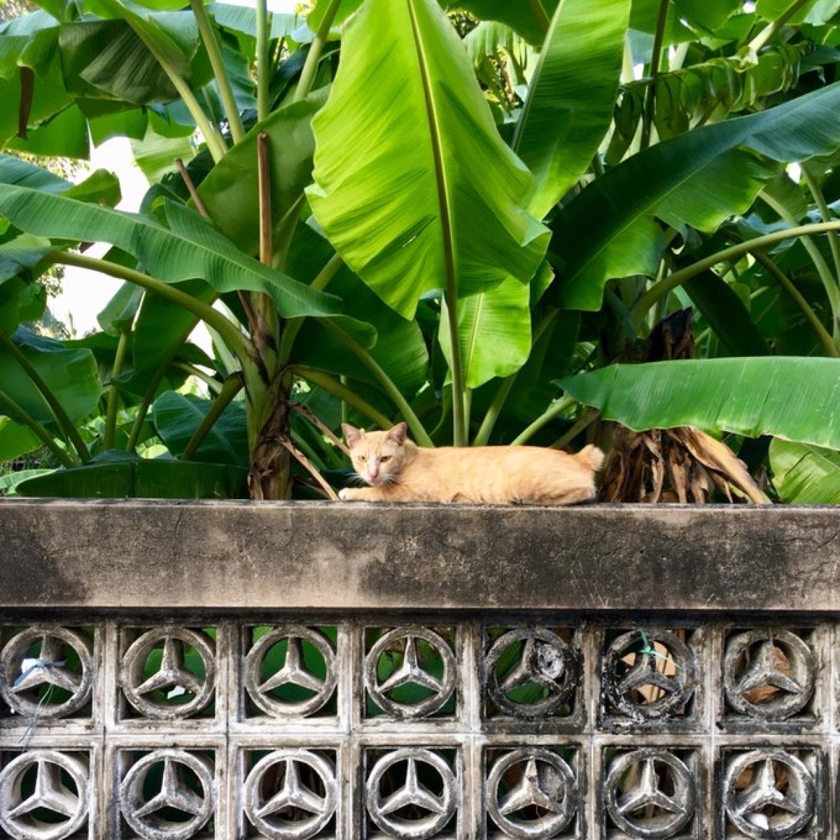 タイの野良猫