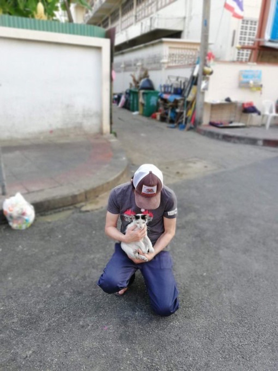 タイの野良猫