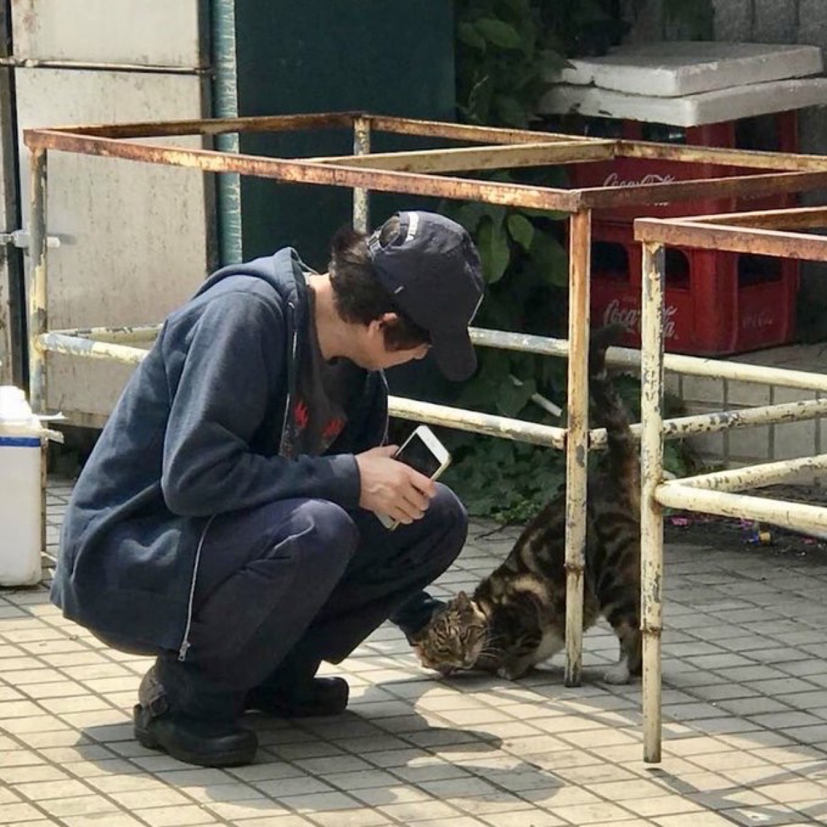 香港の野良猫