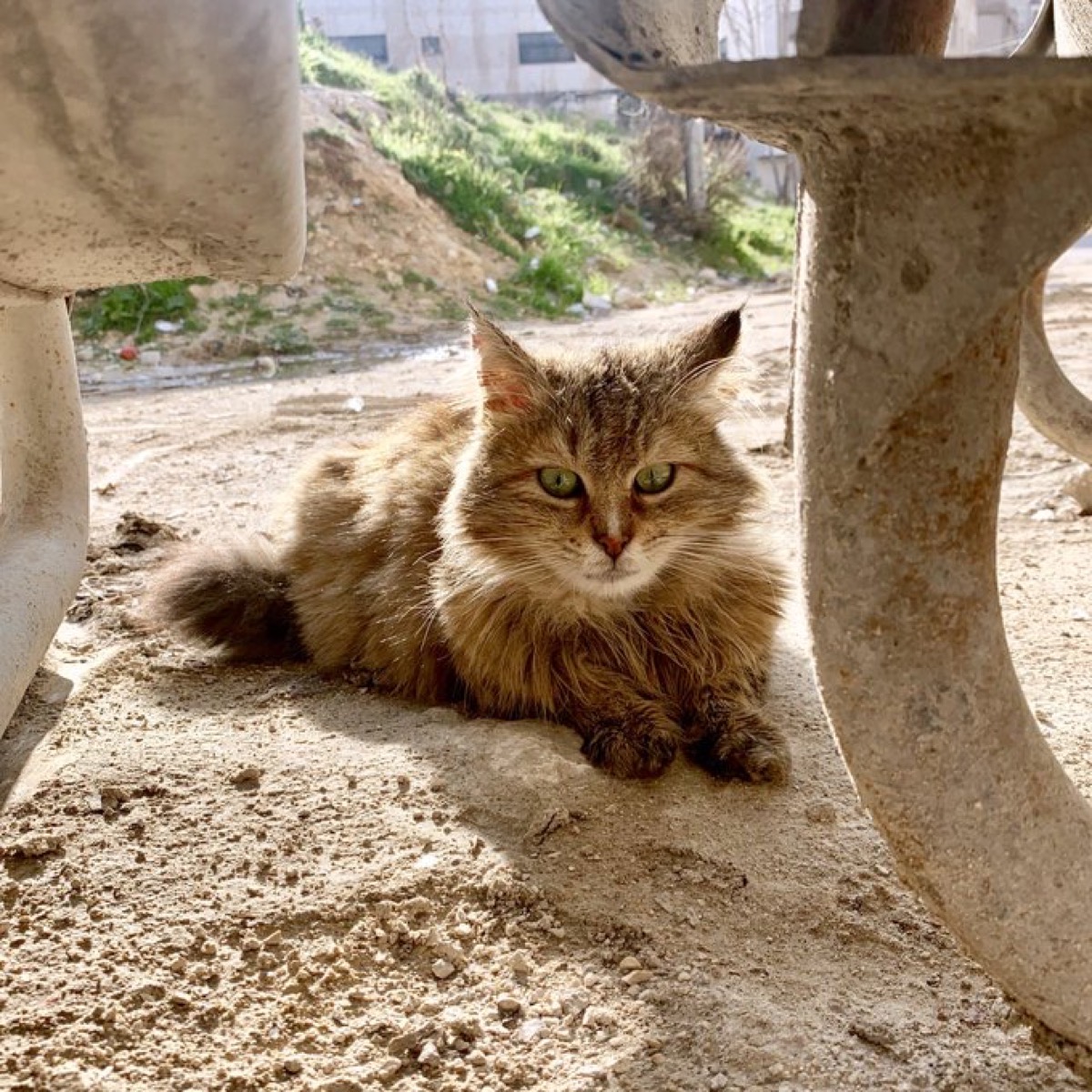 ヨルダンの野良猫