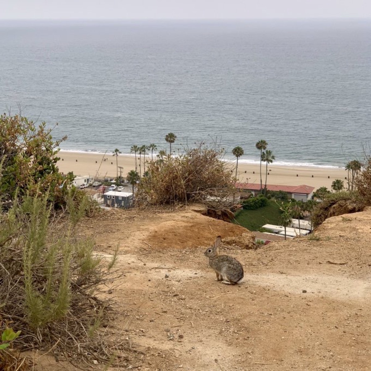 カリフォルニアにて